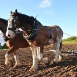Horse-drawn ploughs at Muckross Traditional Farms